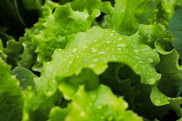 Washed lettuce